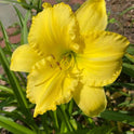 Daylily 'Demetrius' Bright Yellow 5 1/2" Blooms on 24" Scapes, Reblooming