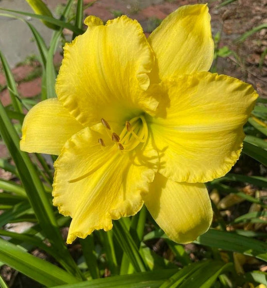 Daylily 'Demetrius' Bright Yellow 5 1/2" Blooms on 24" Scapes, Reblooming