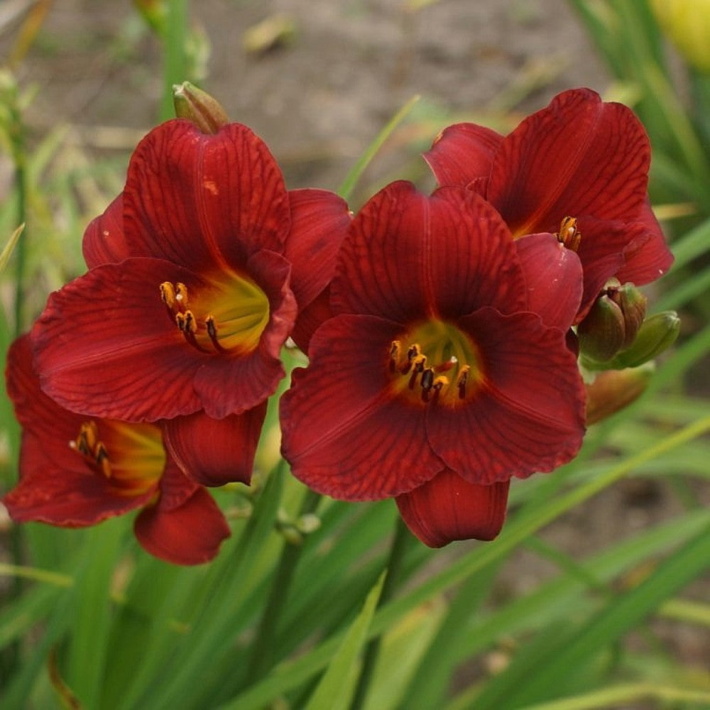Daylily Hemerocallis 'Little Zinger, Red Blooms on 15" Flower Scapes