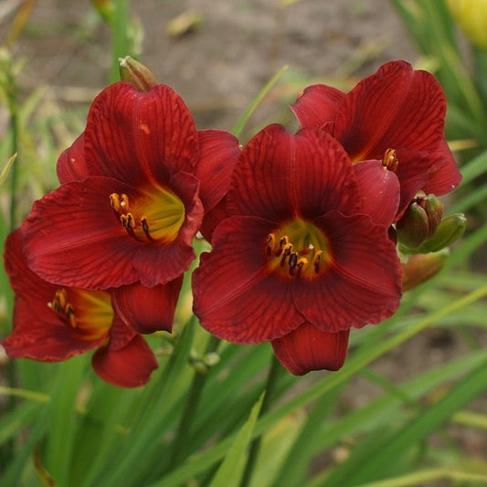 Daylily Hemerocallis 'Little Zinger, Red Blooms on 15" Flower Scapes