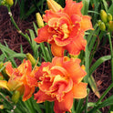Daylily 'Cluster Muster' Vibrant Fragrant 5" Orange Double Blooms, 24" Scapes