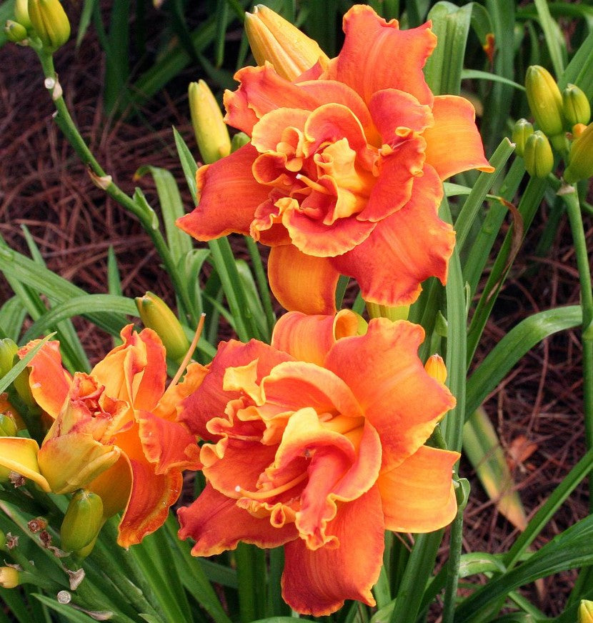 Daylily 'Cluster Muster' Vibrant Fragrant 5" Orange Double Blooms, 24" Scapes