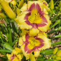 Daylily 'El Desperado', 5" Beautiful Yellow Blooms, Raspberry Eye on 28" Scapes