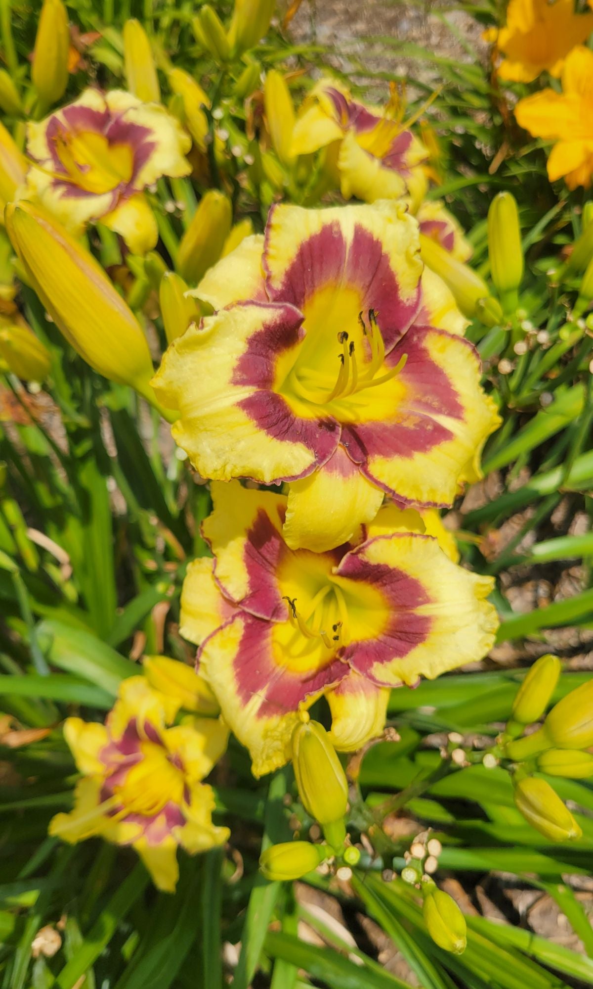 Daylily 'El Desperado', 5" Beautiful Yellow Blooms, Raspberry Eye on 28" Scapes