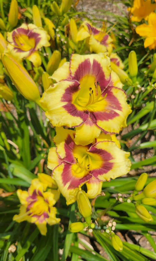 Daylily 'El Desperado', 5" Beautiful Yellow Blooms, Raspberry Eye on 28" Scapes
