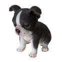 Adorable Seated Boston Terrier Puppy Dog Collectible Resin Figurine, 5.5 inch