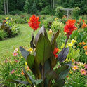 Cannova Bronze Orange Canna Lily, Bright Tropical Blooms, Burgundy Green Leaves