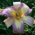 Daylily 'Lavender Aura' Light Purple and Yellow Blooms, 38" Scape Height