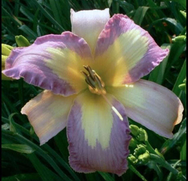 Daylily 'Lavender Aura' Light Purple and Yellow Blooms, 38" Scape Height