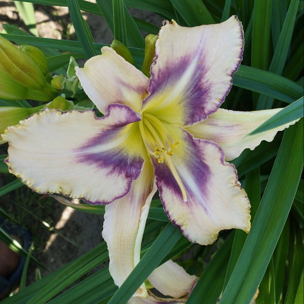 Daylily 'Destined To See' 6" Cream and Purple Blooms, 24" Scape Height