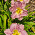 Daylily 'Magic Amethyst' Lavender Mauve Fragrant Flowers on 27" Flower Scapes