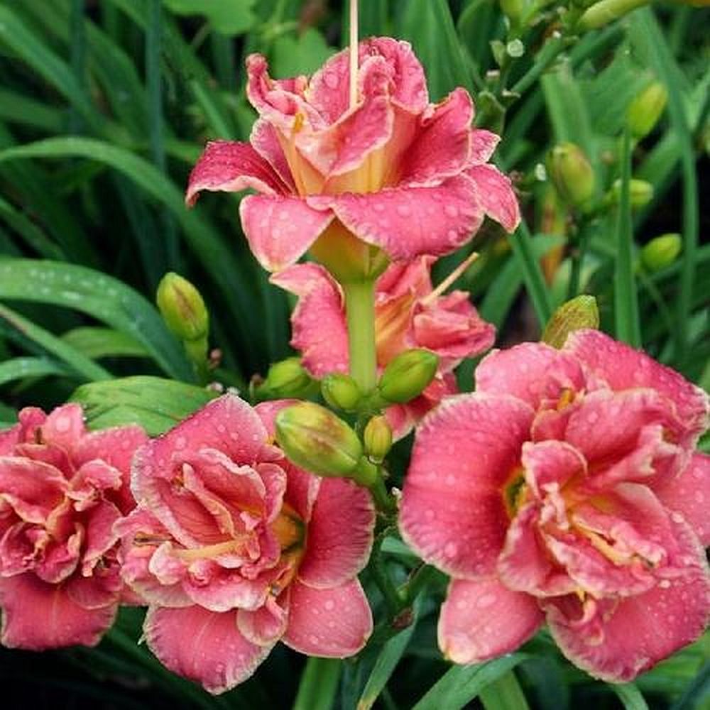 Miniature Daylily 'Two To Tango', 3" Rose Double Blooms, 20" Scape Height