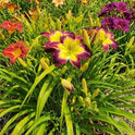 Daylily 'Laura Harwood' Vivid Deep Purple 7" Fragrant Blooms, 23" Flower Scapes