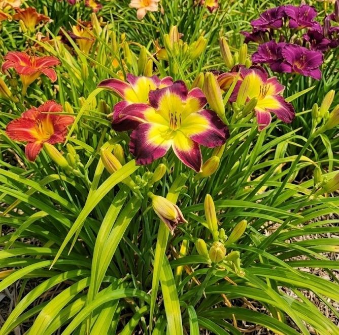 Daylily 'Laura Harwood' Vivid Deep Purple 7" Fragrant Blooms, 23" Flower Scapes