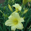 Daylily 'Happy Returns' 3" Bright Yellow Fragrant Blooms on 18" Scapes