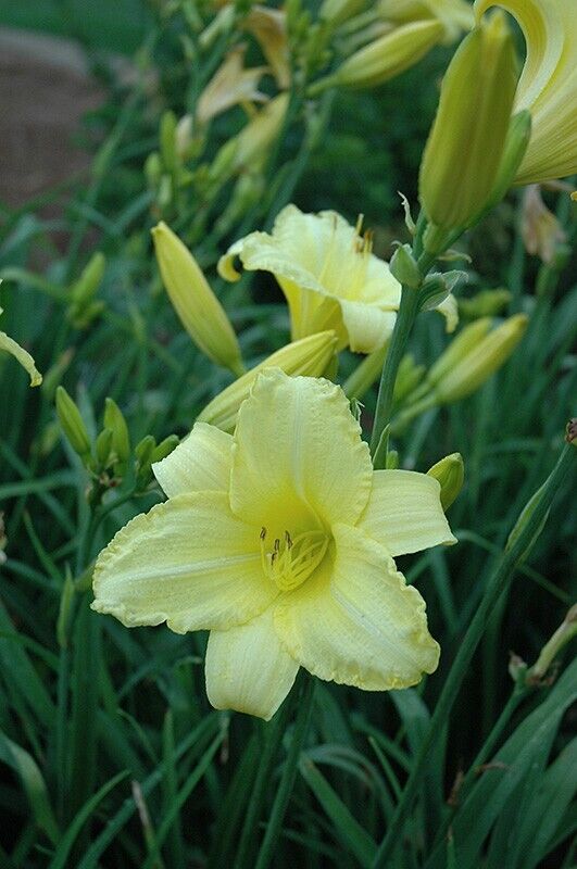 Daylily 'Happy Returns' 3" Bright Yellow Fragrant Blooms on 18" Scapes