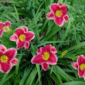 Daylily 'Key To My Heart' 5" Crimson Pink 5" Blooms on 25" Scapes