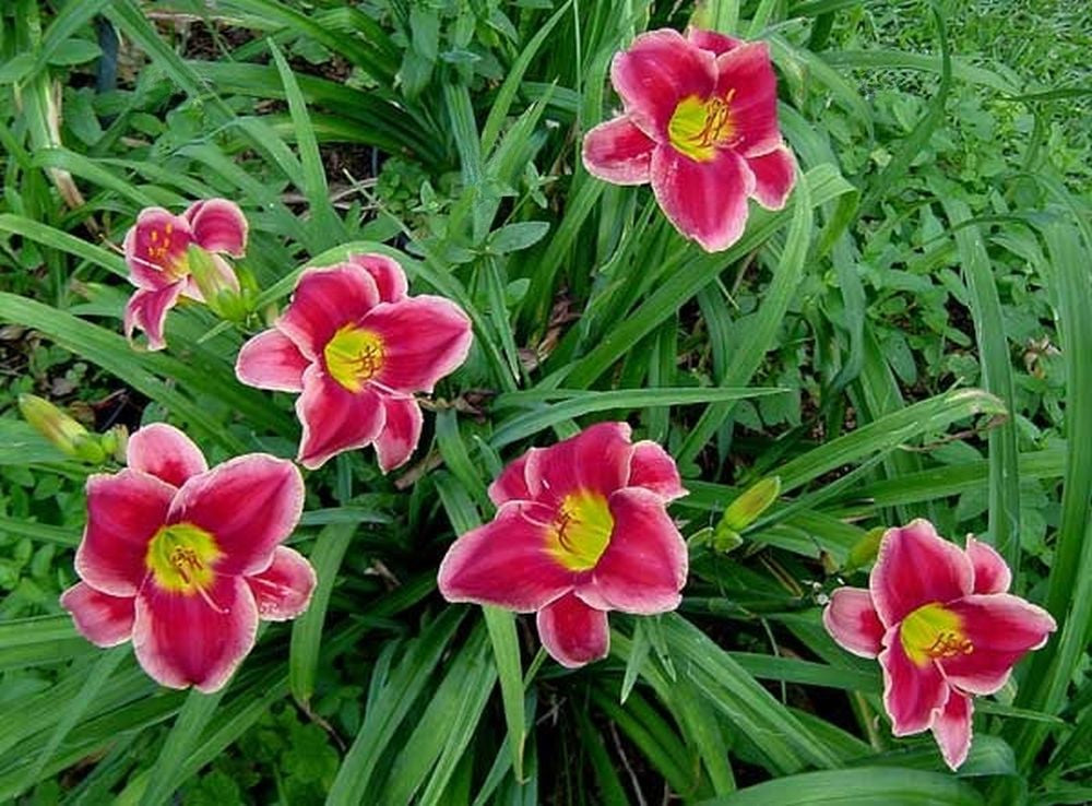 Daylily 'Key To My Heart' 5" Crimson Pink 5" Blooms on 25" Scapes