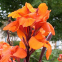 Canna 'Giant Wyoming' 60-72", Dark Foliage, Orange Flowers