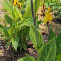 Striped Beauty Canna 'aka 'Bangkok', 'Minerva', Yellow Blooms, Pinstripe Leaves