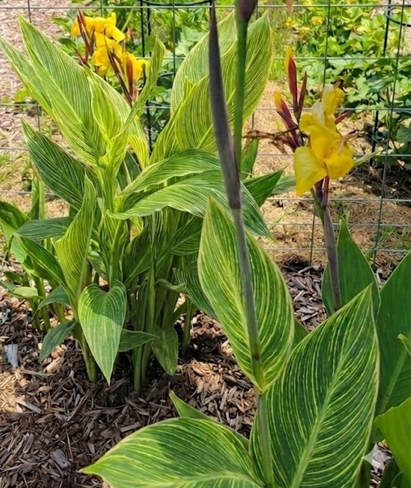 Striped Beauty Canna 'aka 'Bangkok', 'Minerva', Yellow Blooms, Pinstripe Leaves