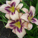 Daylily 'Destined To See' 6" Cream and Purple Blooms, 24" Scape Height