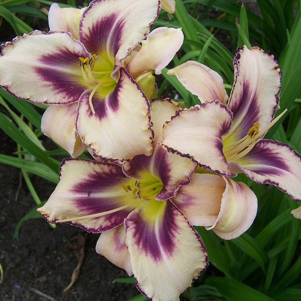 Daylily 'Destined To See' 6" Cream and Purple Blooms, 24" Scape Height