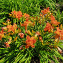 Daylily 'Cluster Muster' Vibrant Fragrant 5" Orange Double Blooms, 24" Scapes