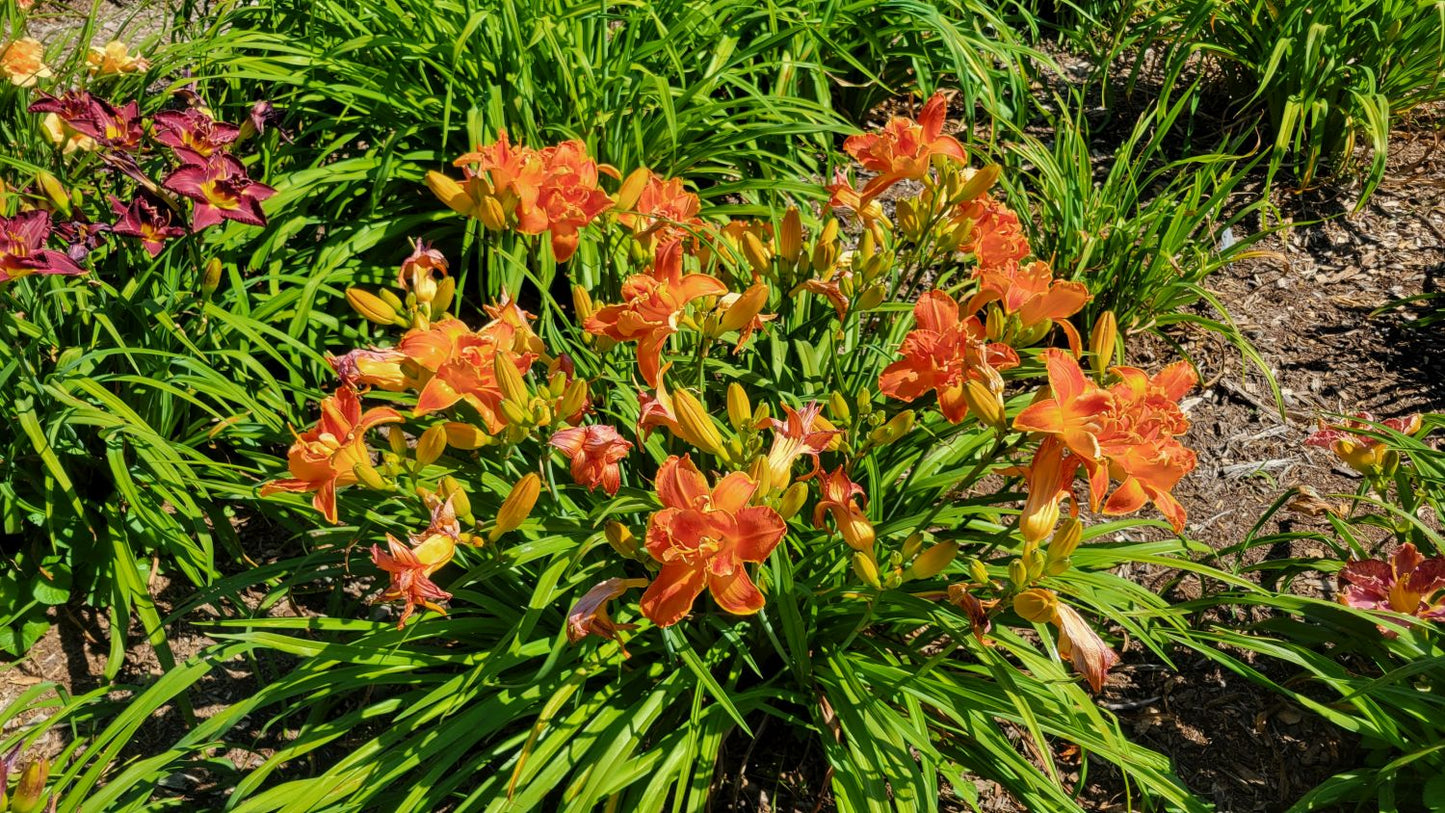 Daylily 'Cluster Muster' Vibrant Fragrant 5" Orange Double Blooms, 24" Scapes