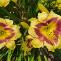 Daylily 'El Desperado', 5" Beautiful Yellow Blooms, Raspberry Eye on 28" Scapes