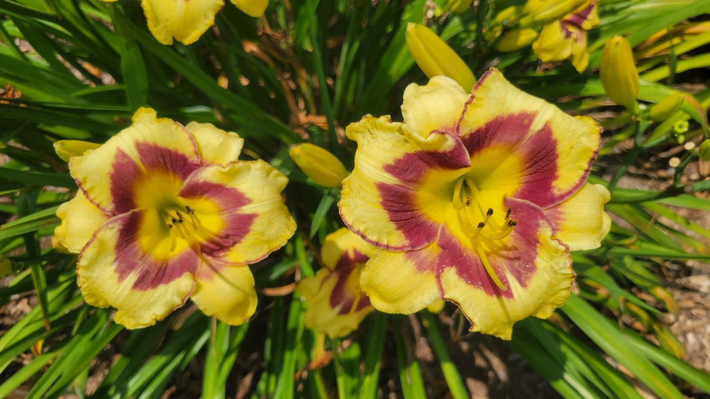 Daylily 'El Desperado', 5" Beautiful Yellow Blooms, Raspberry Eye on 28" Scapes