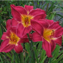 Daylily 'Red Volunteer' Rich Velvety Red 7" Flowers on 30" Scapes