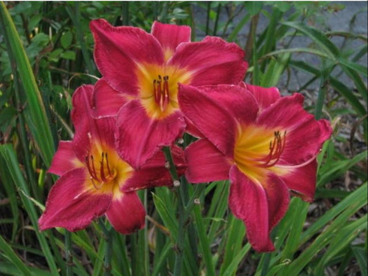 Daylily 'Red Volunteer' Rich Velvety Red 7" Flowers on 30" Scapes