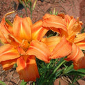 Hemerocallis Daylily 'Kwanso' Double Orange Flowers, 2 Bareroot Fans