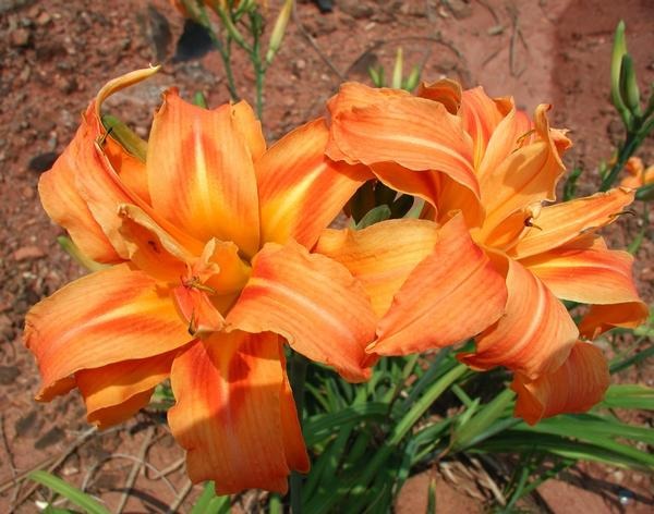 Hemerocallis Daylily 'Kwanso' Double Orange Flowers, 2 Bareroot Fans