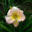 Daylily 'Surprisingly Pink' Showy Pastel Pink 6" Blooms on 18" Scapes