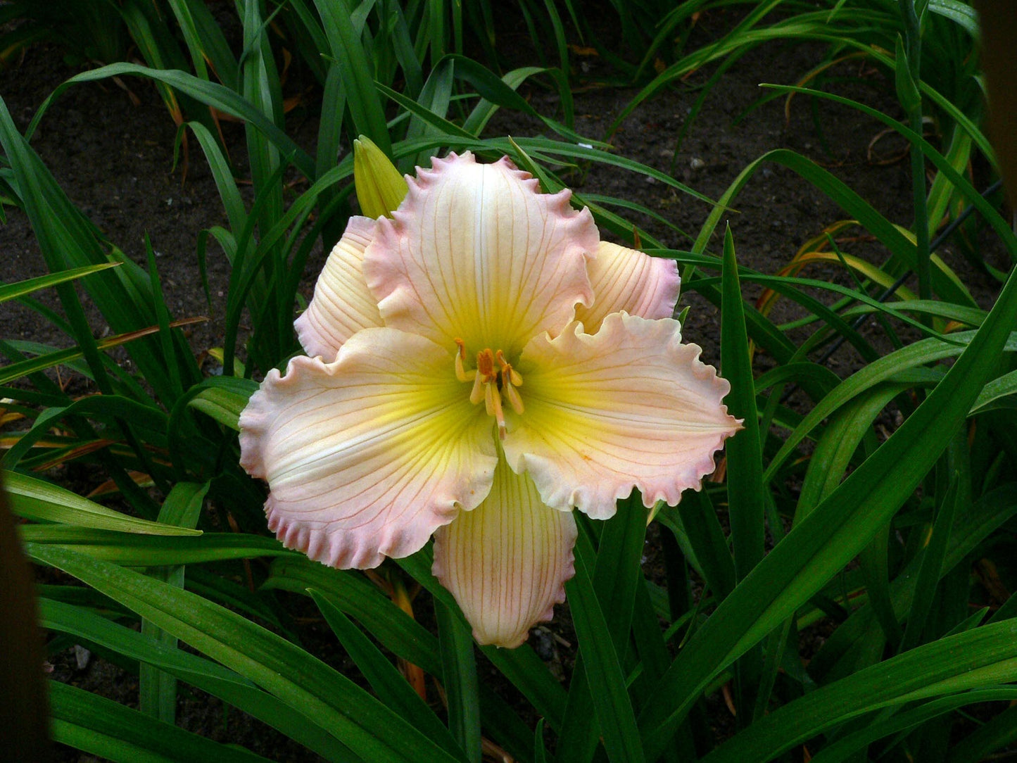 Daylily 'Surprisingly Pink' Showy Pastel Pink 6" Blooms on 18" Scapes