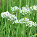 Garlic Chives Allium Tuberosum, Tall White Late Summer Flowers, 10 Bulbs