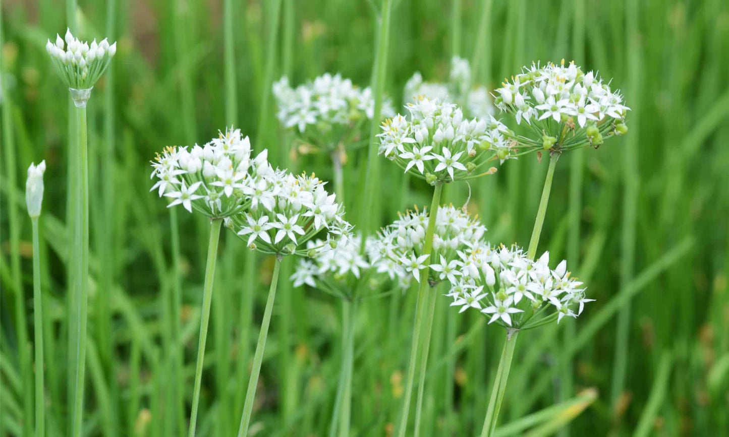 Garlic Chives Allium Tuberosum, Tall White Late Summer Flowers, 10 Bulbs