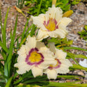 Daylily 'Pandora's Box' 4" Cream Fragrant Blooms Purple Eye on 18" Flower Scapes