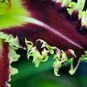 Daylily 'Larry's Twilight Bite' Cranberry Purple Large 8-9" Blooms on 31" Scapes