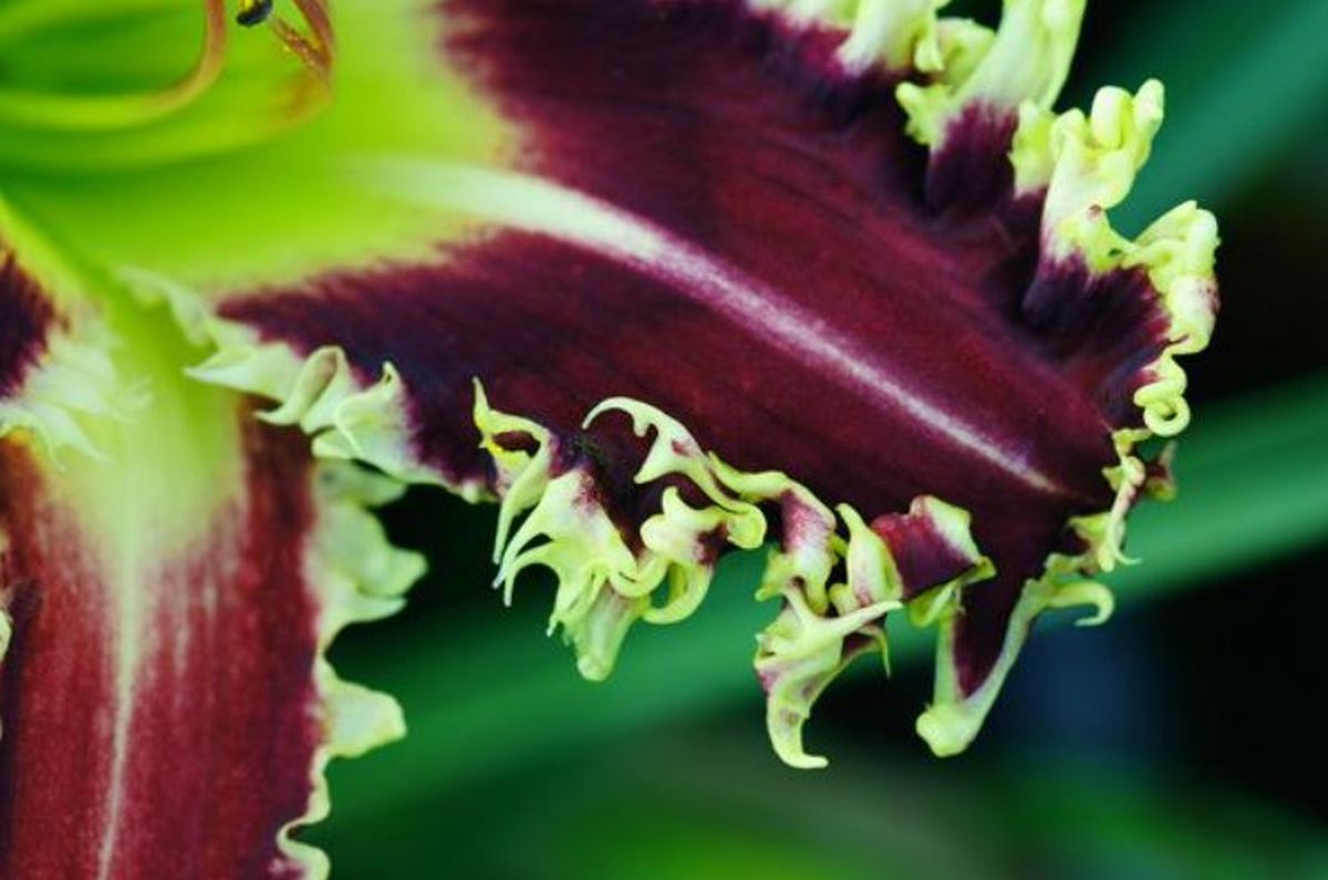 Daylily 'Larry's Twilight Bite' Cranberry Purple Large 8-9" Blooms on 31" Scapes