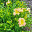 Daylily 'Taos' Beautiful Pastel Cream and Pink Flowers on 24" Flower Scapes