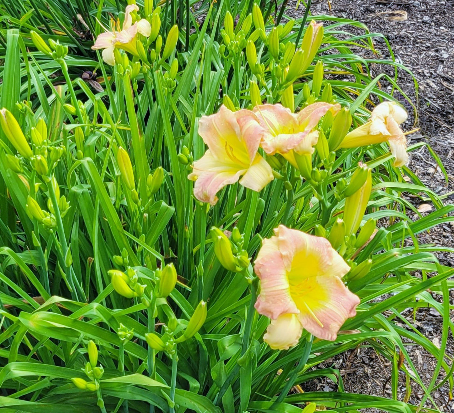 Daylily 'Taos' Beautiful Pastel Cream and Pink Flowers on 24" Flower Scapes