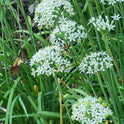 Garlic Chives Allium Tuberosum, Tall White Late Summer Flowers, 10 Bulbs – alternate angle