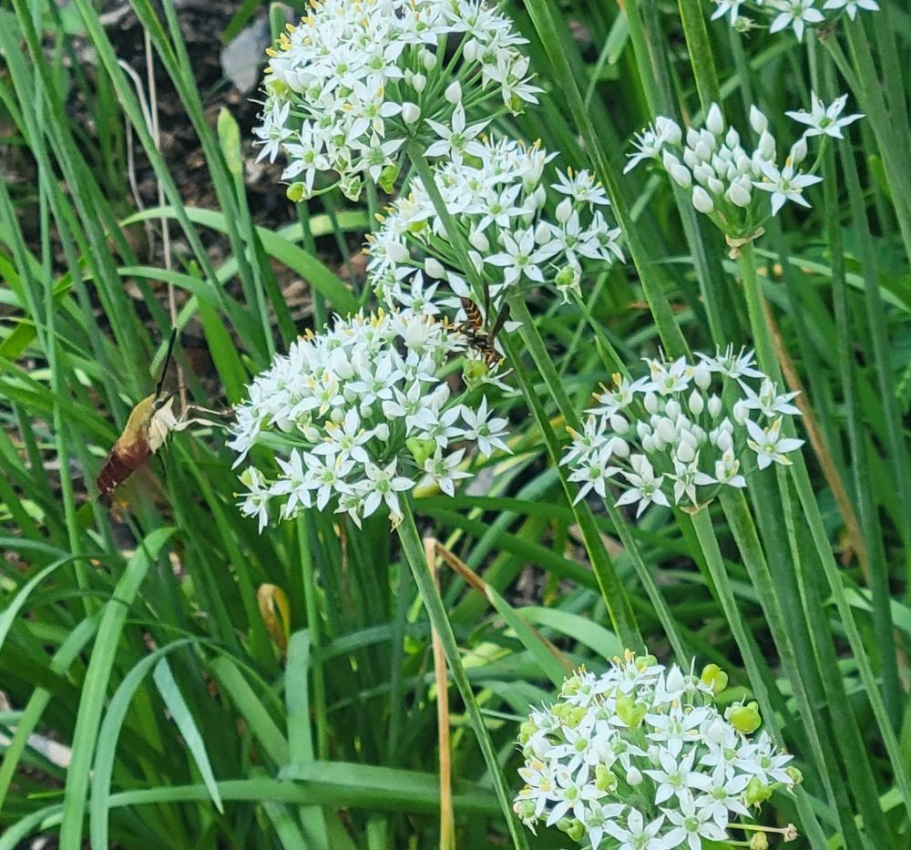 Garlic Chives Allium Tuberosum, Tall White Late Summer Flowers, 10 Bulbs – alternate angle