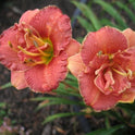 Miniature Daylily 'Two To Tango', 3" Rose Double Blooms, 20" Scape Height