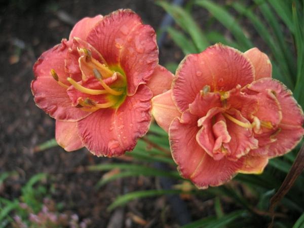Miniature Daylily 'Two To Tango', 3" Rose Double Blooms, 20" Scape Height