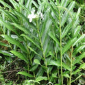 Hedychium Coronarium, Fragrant White Butterfly Ginger Lily, One Bareroot Rhizome