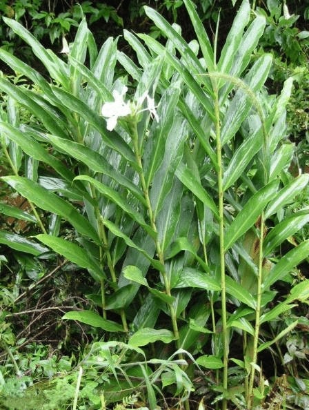 Hedychium Coronarium, Fragrant White Butterfly Ginger Lily, One Bareroot Rhizome